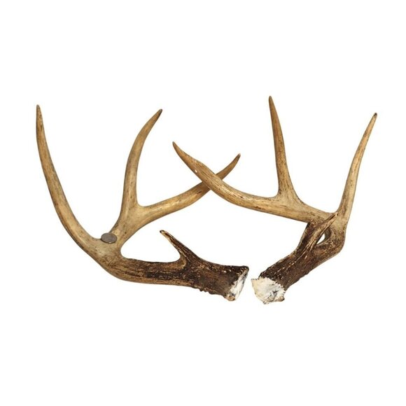 Deer Antlers For Rustic Decor Or Craft Projects or Dog Chews - Picture 5 of 11